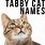 Tabby Cat Names Female