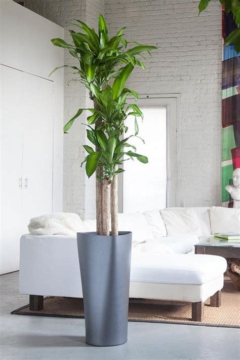Tall Living Room Plants