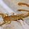 Texas Scorpions Species