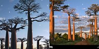 The Avenue of Baobabs French