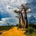 The Avenue of Baobabs Trees