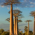 The Avenue of the Baobabs Madagascar Ambohimanga