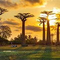 The Market Avenue of Baobabs