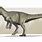 Theropoda Allosaurus
