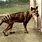 Thylacine Pictures