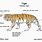 Tiger Diagram