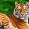 Tiger Wallpaper 1080P