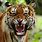 Tiger with Mouth Open