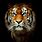 Tigers Cool Wallpaper for iPhones