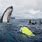 Tonga Whale Swim