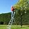 Tree Ladder