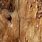 Tree Wood Grain Texture
