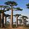 Trees of Madagascar