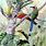 Tropical Bird Paintings