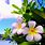 Tropical Hawaiian Flower Wallpaper