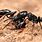 Types of Black Ants