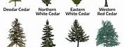 Types of Cedar Trees in Seattle
