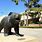 UCLA Bear Statue