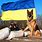 Ukraine War Dog