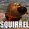 Up Squirrel Meme