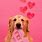 Valentine's Day with Puppies