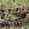 Velvet Tail Rattlesnake