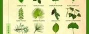 Vine Leaf Identification Chart