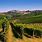 Vineyards Piedmont Italy