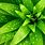 Wallpaper of Green Plants