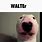 Walter Dog GIF