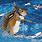 Water Skiing Squirrel