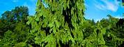 Weeping Alaska Cedar Tree