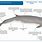 Whale Dorsal Fin Chart