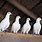 White Homing Pigeons