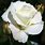 White Hybrid Tea Roses