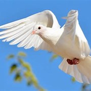 White Love Dove Pigeon