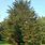 White Tip Cedar Tree