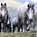 Wild Horses Bosnia