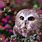 Windows Owl Wallpaper