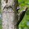 Woodpecker Nest Holes