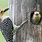 Woodpecker Nesting