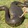 World's Largest Anaconda Snake