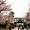 Yasukuni Shrine Cherry Blossom Anime