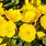 Yellow Flower Perennial Plants