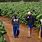 Zimbabwe White Farmers
