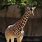 Zoo Animals Giraffe