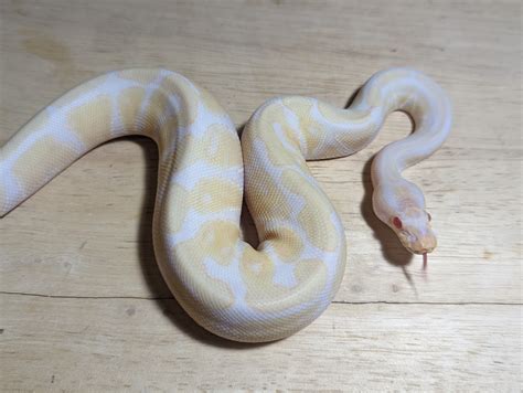 Albino Banana