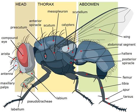 Anatomy Of A Fly