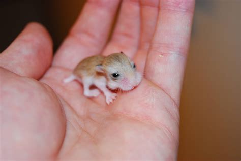 Baby Chinese Dwarf Hamsters