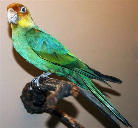 Carolina Parakeet Extinct
